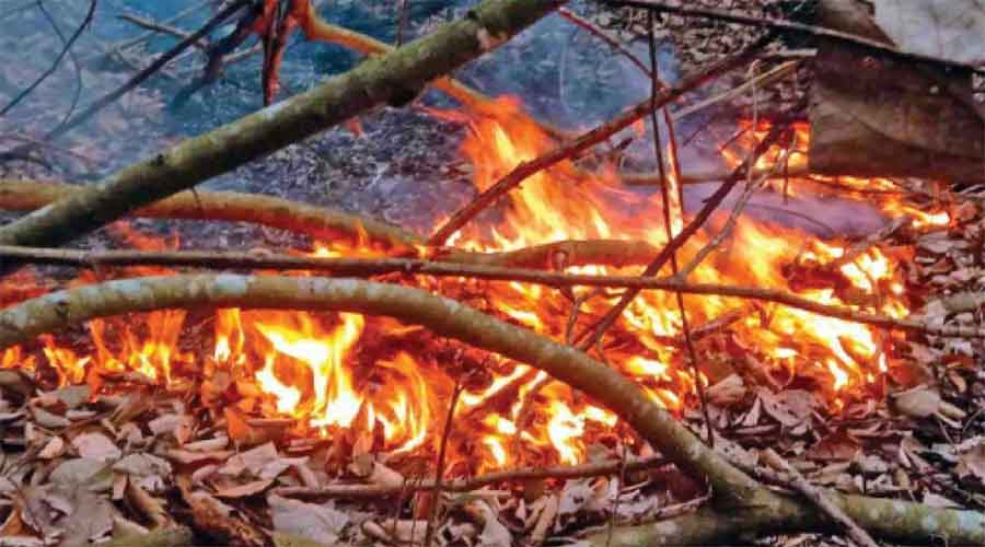 সুন্দরবনের সাড়ে তিন একর এলাকা পুড়ে ছাই