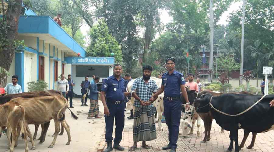 বিএনপি নেতার গরু চুরি 