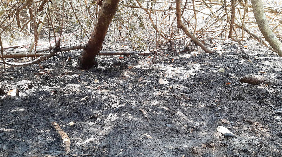 আগুন নিভলেও পর্যবেক্ষণে থাকবে সুন্দরবন