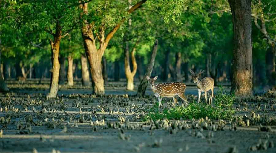 সুন্দরবনের ১০ কিমির মধ্যে শিল্পপ্রতিষ্ঠান নির্মাণে নিষেধাজ্ঞা