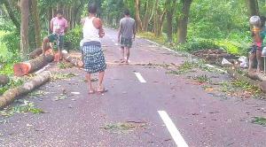 হাইকোর্টের নিষেধাজ্ঞা উপেক্ষা করে ১৮টি সরকারি গাছ কর্তন