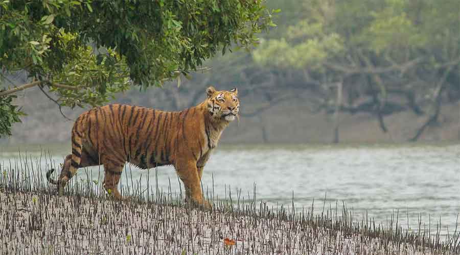 সুন্দরবনে বেড়েছে ১০ শতাংশ বাঘ