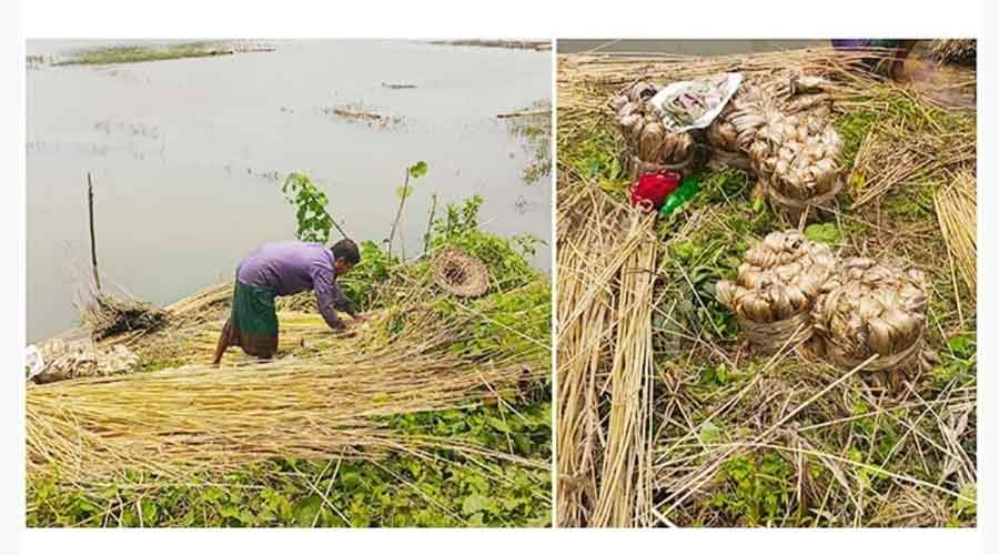 পাটের আঁশে আশার আলো