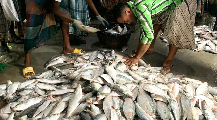 ভরা মৌসুমেও চড়া ইলিশের দাম, স্বাদবঞ্চিত ভোক্তারা