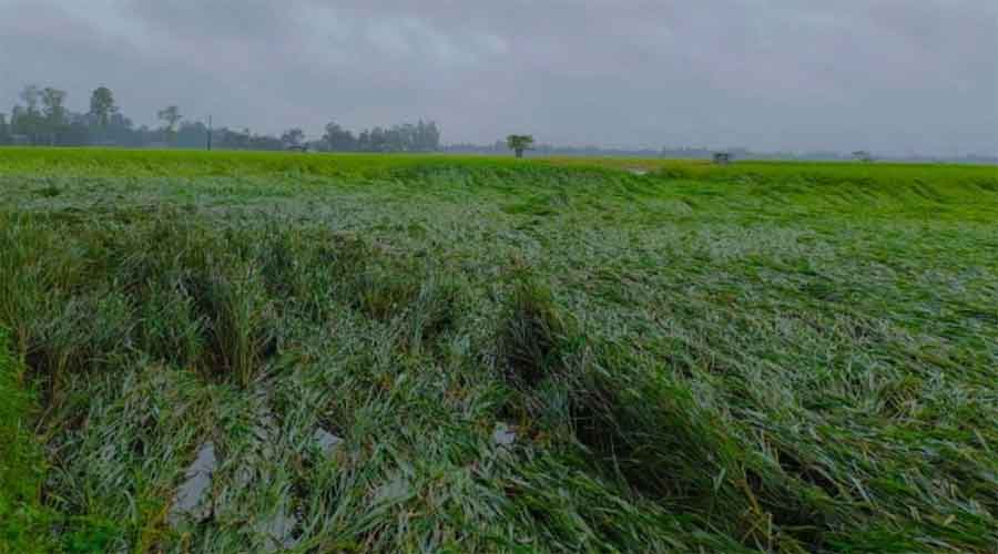 ঠাকুরগাঁওয়ে ঝোড়ো হাওয়ায় হেলে পড়েছে আমন ধান