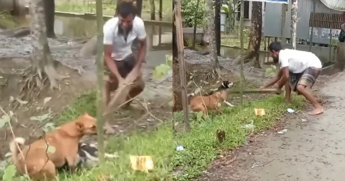 পটুয়াখালীতে দুটি কুকুরকে গাছের সঙ্গে বেঁধে পিটিয়ে হত্যা
