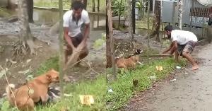 দড়ি দিয়ে বেঁধে দুই কুকুরকে পিটিয়ে হত্যা, তদন্তে পুলিশ 