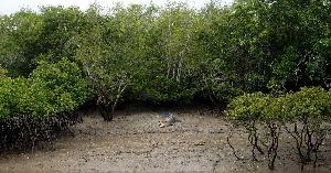 সুন্দরবন রক্ষায় জাতিসংঘ দেবে ৪ হাজার কোটি টাকা