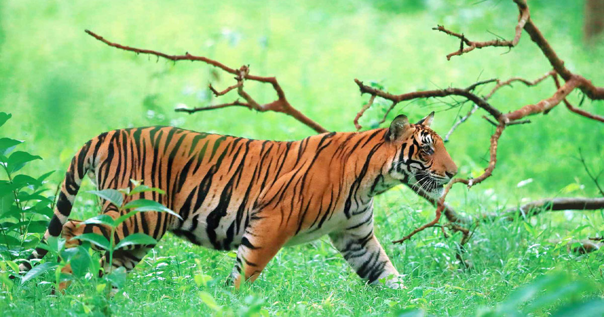 রয়েল বেঙ্গল টাইগার, ছবি: সংগৃহীত