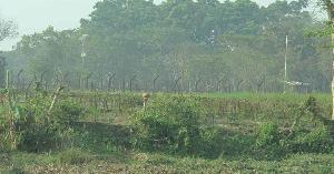  সীমান্তে বিএসএফের গুলিতে বাংলাদেশি আহত
