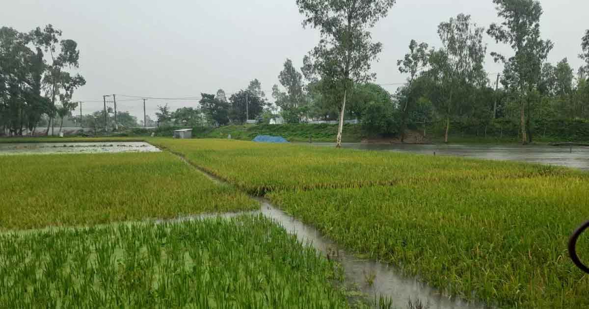 বৃষ্টি ভেজা ফসলের ক্ষেত, ছবিঃ সংগৃহীত 