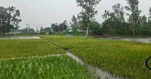৫ দিন দেশজুড়ে বৃষ্টির আভাস