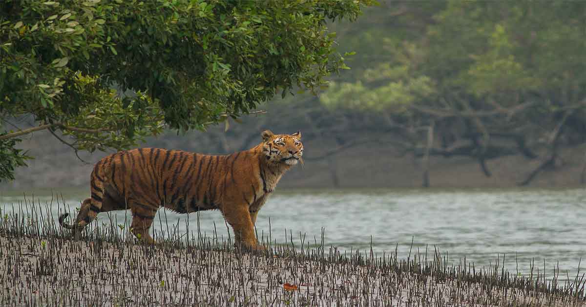 সুন্দরবনে রয়েল বেঙ্গল টাইগার, ছবিঃ সংগৃহীত 