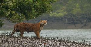 তিন মাস পর আজ থেকে উন্মুক্ত সুন্দরবন