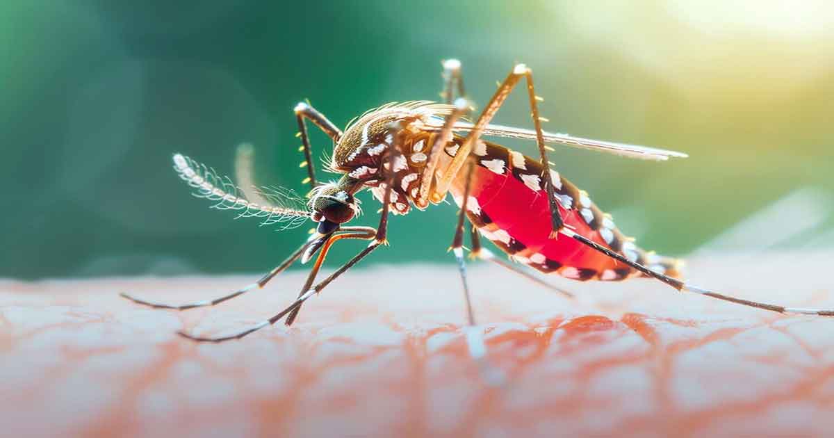 ডেঙ্গু, ছবিঃ সংগৃহীত 