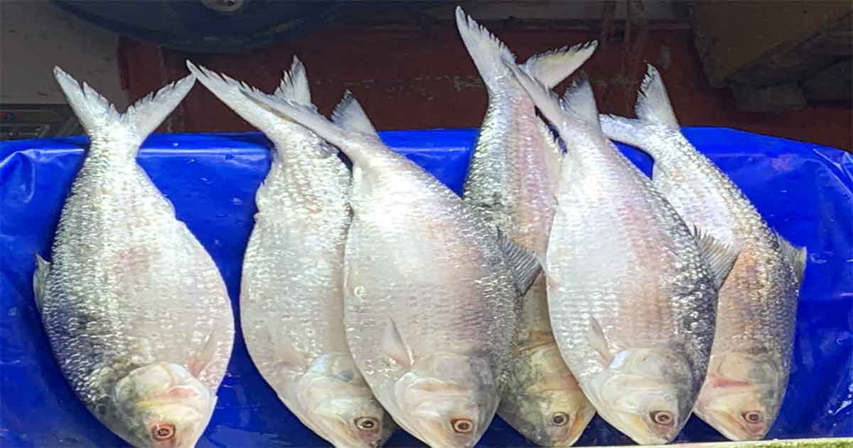 দুর্গাপূজায় বাংলাদেশের কাছে এবারও ইলিশ চাইলো ভারত