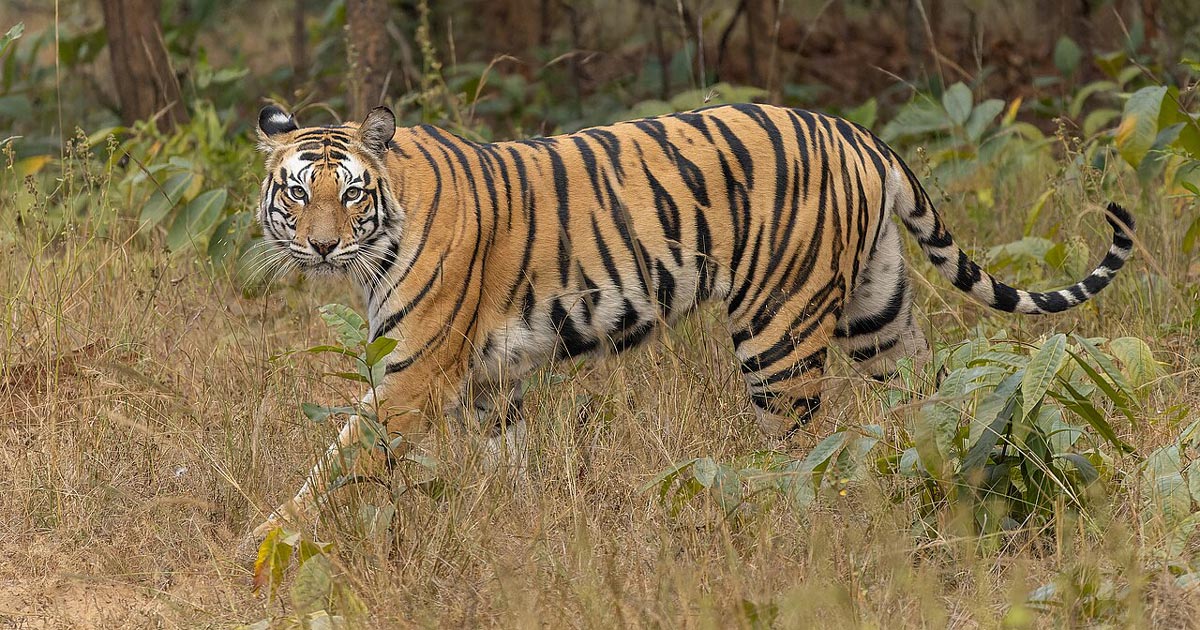 রয়েল বেঙ্গল টাইগার, ছবি: উইকিপিডিয়া