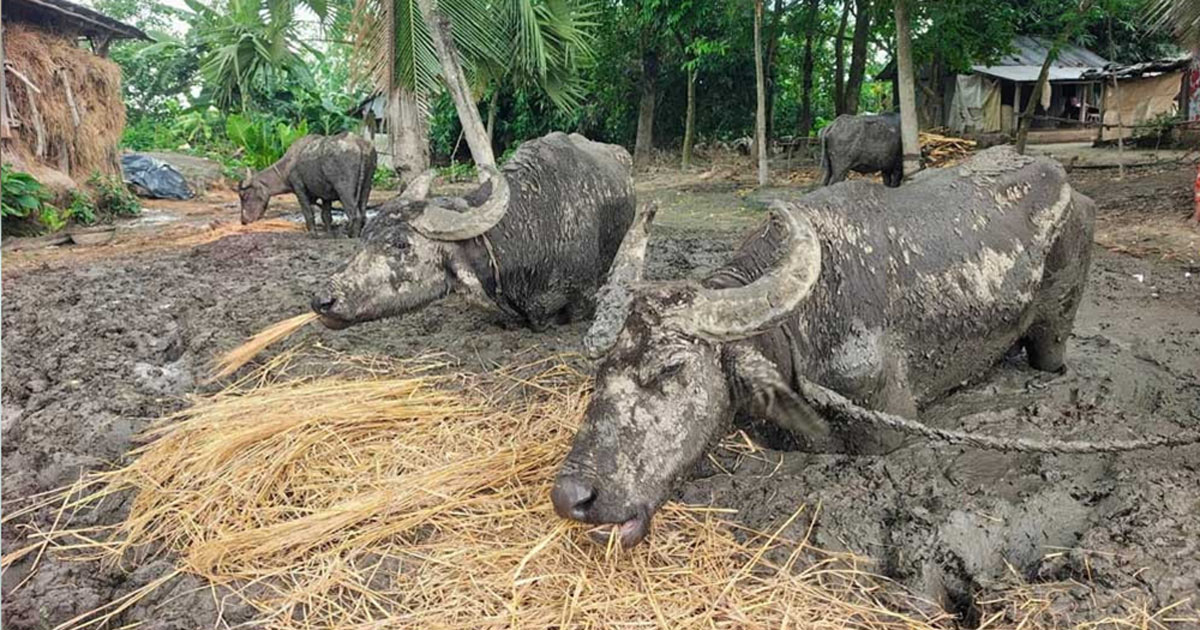 বুকসমান কাদায় বেঁধে রাখা চারটি মহিষ, ছবি: সংগৃহীত